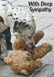 Spot's Friend