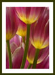 Illumined Tulips