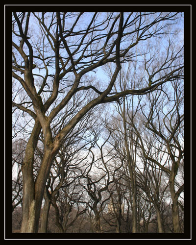 Leafless But Not Lifeless