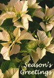 From Weeds To Stars