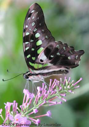 Gods In The Chrysalis