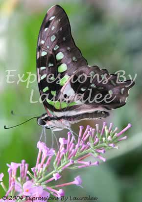 Gods In The Chrysalis