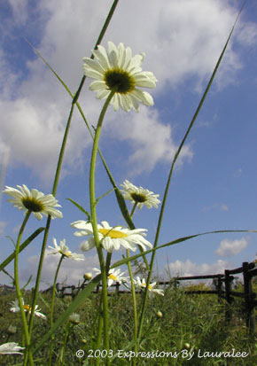 Reach For The Sky