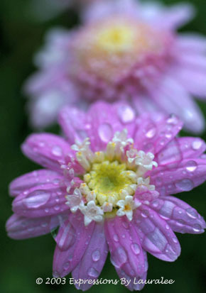 Fresh As A Daisy