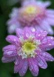 Fresh As A Daisy