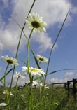 Reach For They Sky