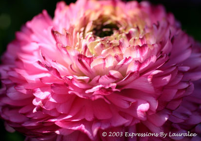 Light Revealing Beauty