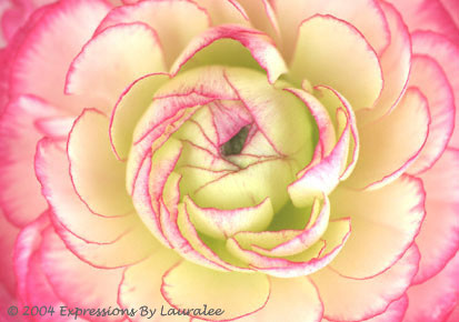 Petal Pinwheel