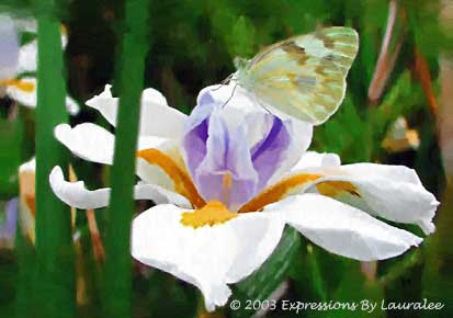 Princess Butterfly