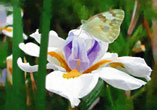 Princess Butterfly