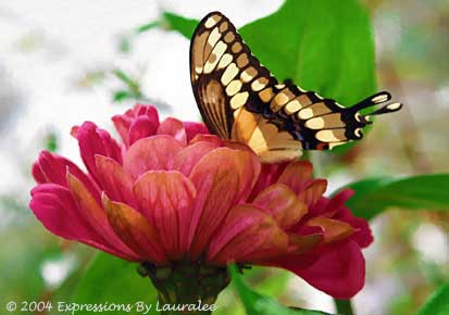 Butterflies... Flowers That Fly