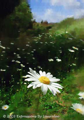 Field of Daisies