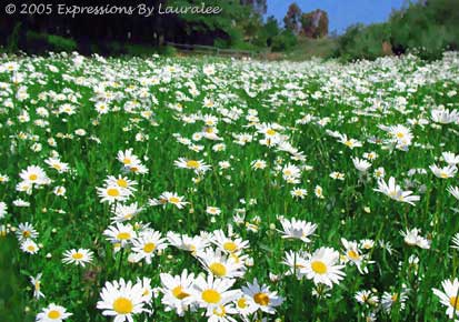 Dancing Daisies