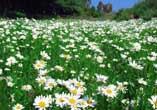Dancing Daisies