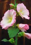 Pink Hollyhock