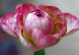 Plenty of Pink Petals