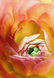 Unveiling Beauty