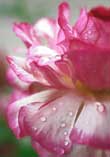 Delicate Petals