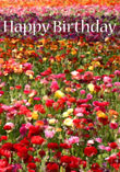 The Flower Fields