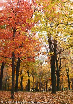 A Blanket Of Leaves
