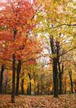 A Blanket Of Leaves