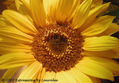 Fun Loving Sunflower