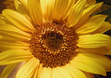 Fun Loving Sunflower