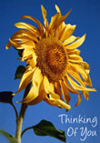 Summer's Sunflower