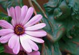 Watching Flowers Grow
