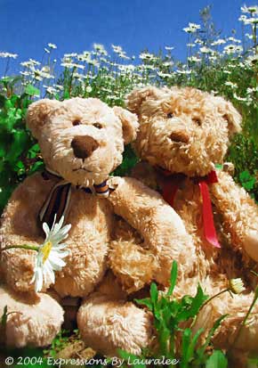Buddy & Bear: Playing With Daisies