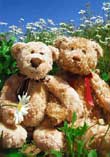 Buddy & Bear: Playing With Daisies