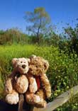 Buddy & Bear: Always By Your Side #1