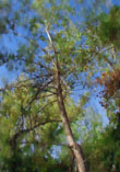 Branches Of Life