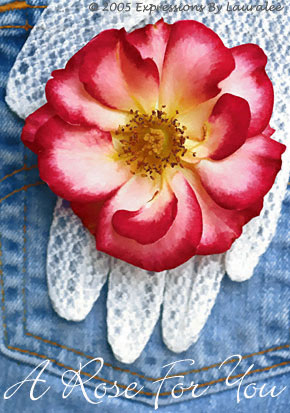 Victorian Pocket Rose