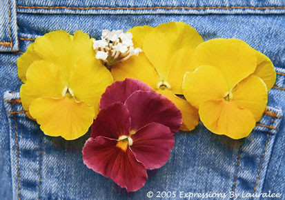 Pocket Pansies