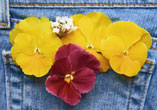 Pocket Pansies