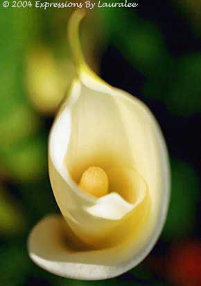Calla Flame
