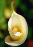 Calla Flame