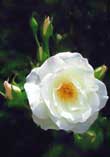 From The Heart:  Blossoming Of The Soul