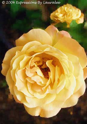The Golden Crown