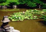 Pond Of Peace