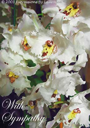 Gentleness Of Orchids