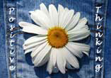 A Daisy In My Pocket